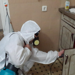 Дезинфекция от муравьев в квартире в Светлограде